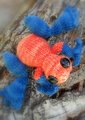  Strawberry Dart Frog hangs out on a tree.