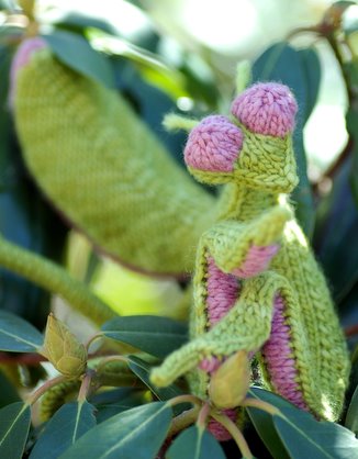 Praying Mantis For Sale