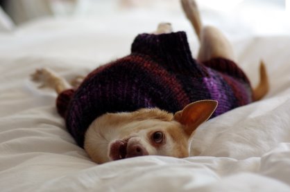 Noro Dog Sweater