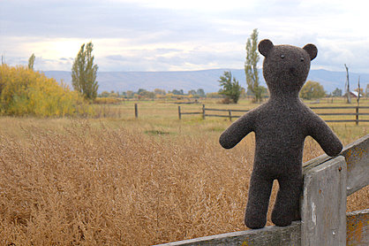 Teddy likes to hang out in the forest!