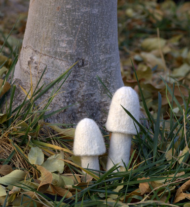 Myriad Mushrooms