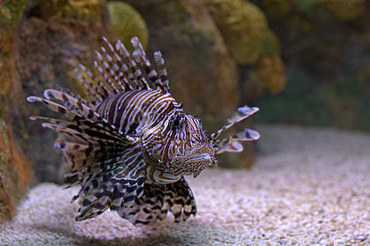 A picture taken by Si of a Lion Fish at the aquarium.