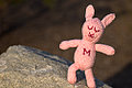 Bunny hiking on a beautiful spring day.