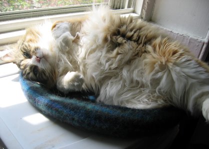 Boggle enjoying her birthday Kitty Pi... Look at all that fur!