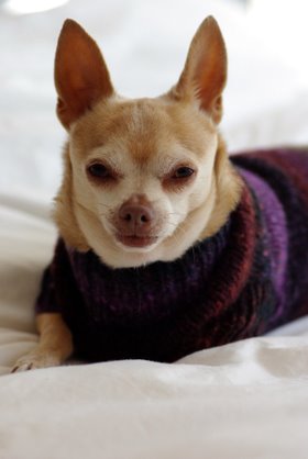 Noro Dog Sweater