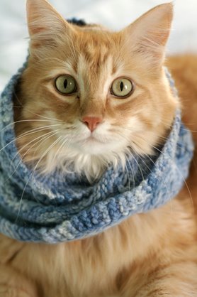 Peanut's Cowl