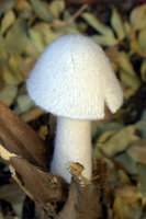 Large Rounded Cap with Tall Stem