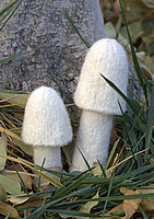 Small Bell-Shaped Cap with Medium Stem (left), Large Bell-Shaped Cap with Tall Stem (right)